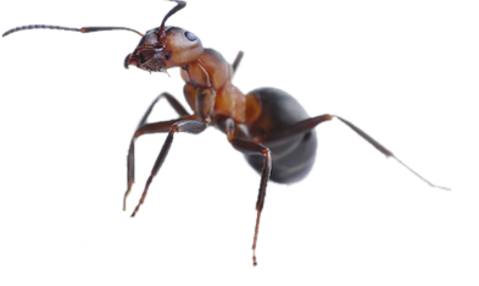Dedetização de formigas no Cambuci