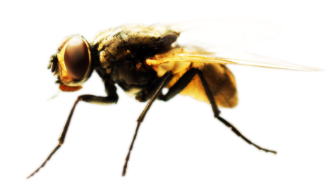 Dedetizadora de moscas na Cidade Dutra 