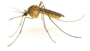 Dedetizadora de mosquitos na Vila Nova Cachoeirinha