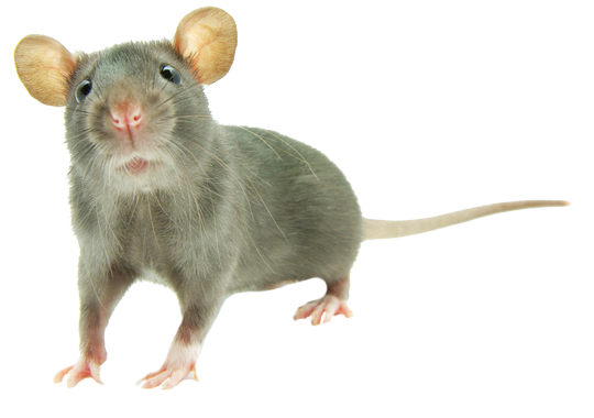 Dedetização de rato na Saúde