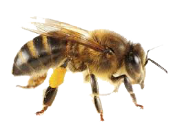 Dedetização de abelhas na Vila Esperança