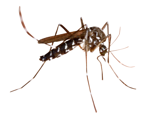 Dedetização de dengue na Jabaquara