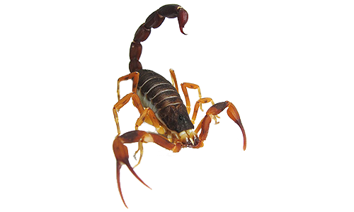 Dedetização de escorpião em Caninde